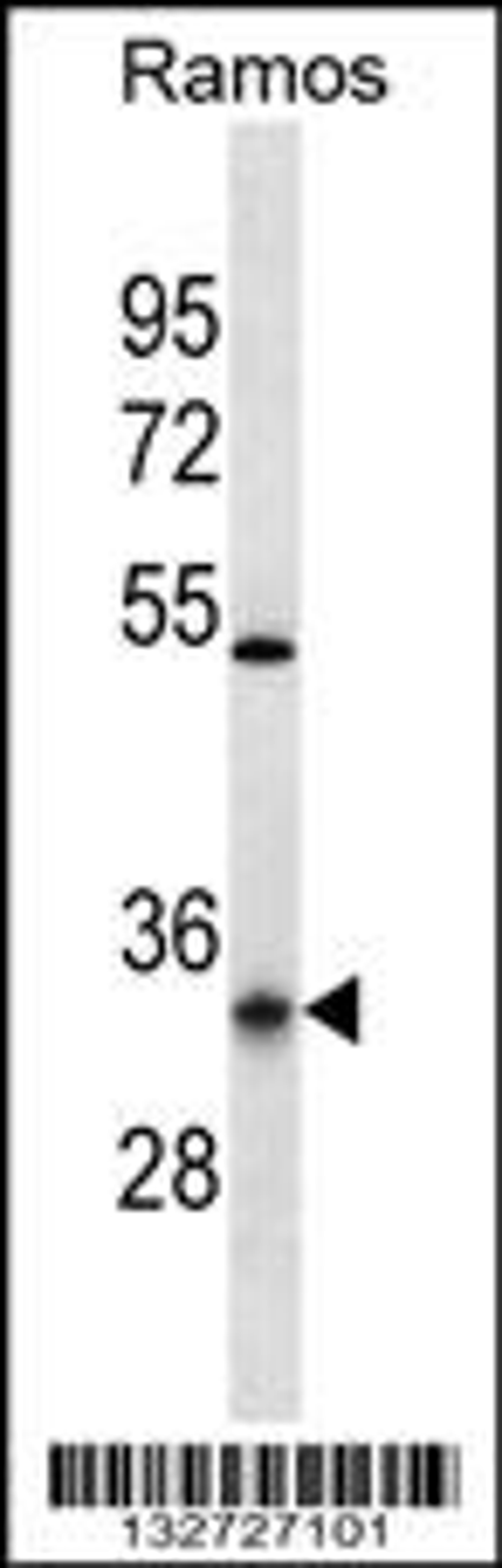 Western blot analysis in Ramos cell line lysates (35ug/lane).