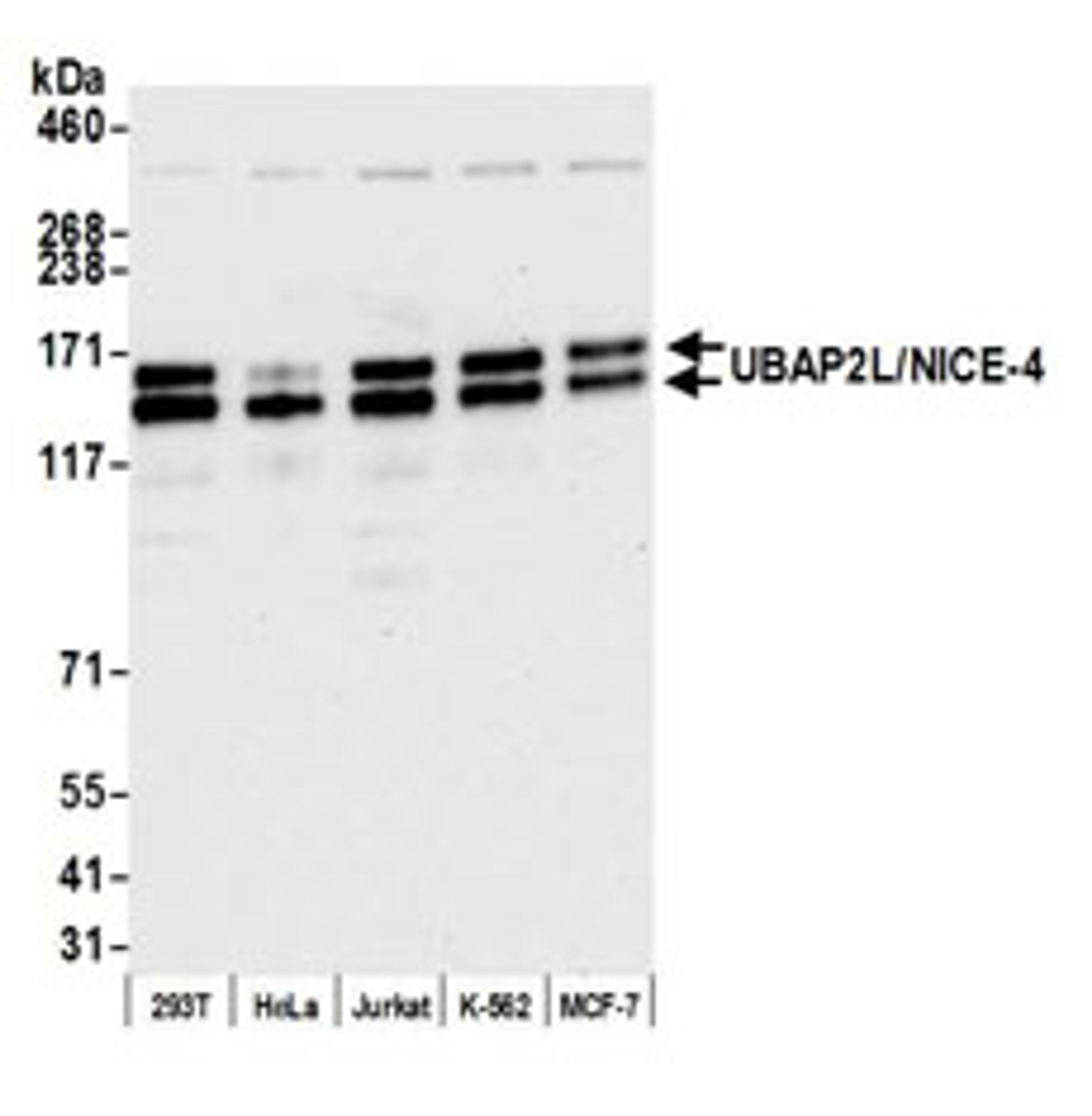 Detection of human UBAP2L/NICE-4 by western blot.