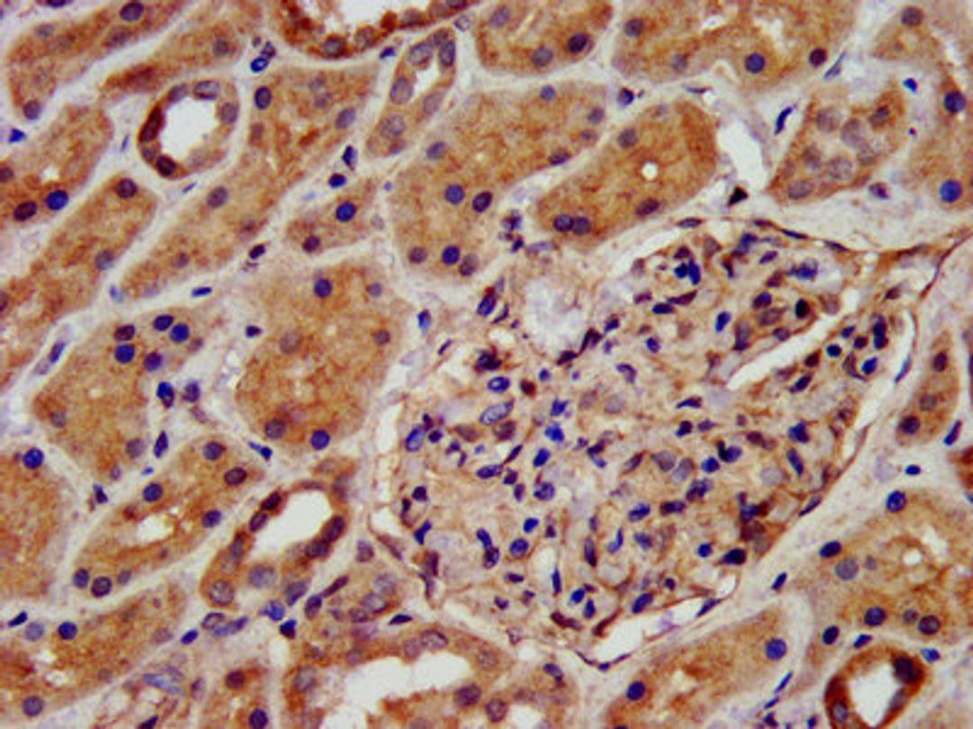 IHC image of CSB-PA613604LA01HU diluted at 1:500 and staining in paraffin-embedded human kidney tissue performed on a Leica BondTM system. After dewaxing and hydration, antigen retrieval was mediated by high pressure in a citrate buffer (pH 6.0). Section was blocked with 10% normal goat serum 30min at RT. Then primary antibody (1% BSA) was incubated at 4&deg;C overnight. The primary is detected by a biotinylated secondary antibody and visualized using an HRP conjugated SP system.