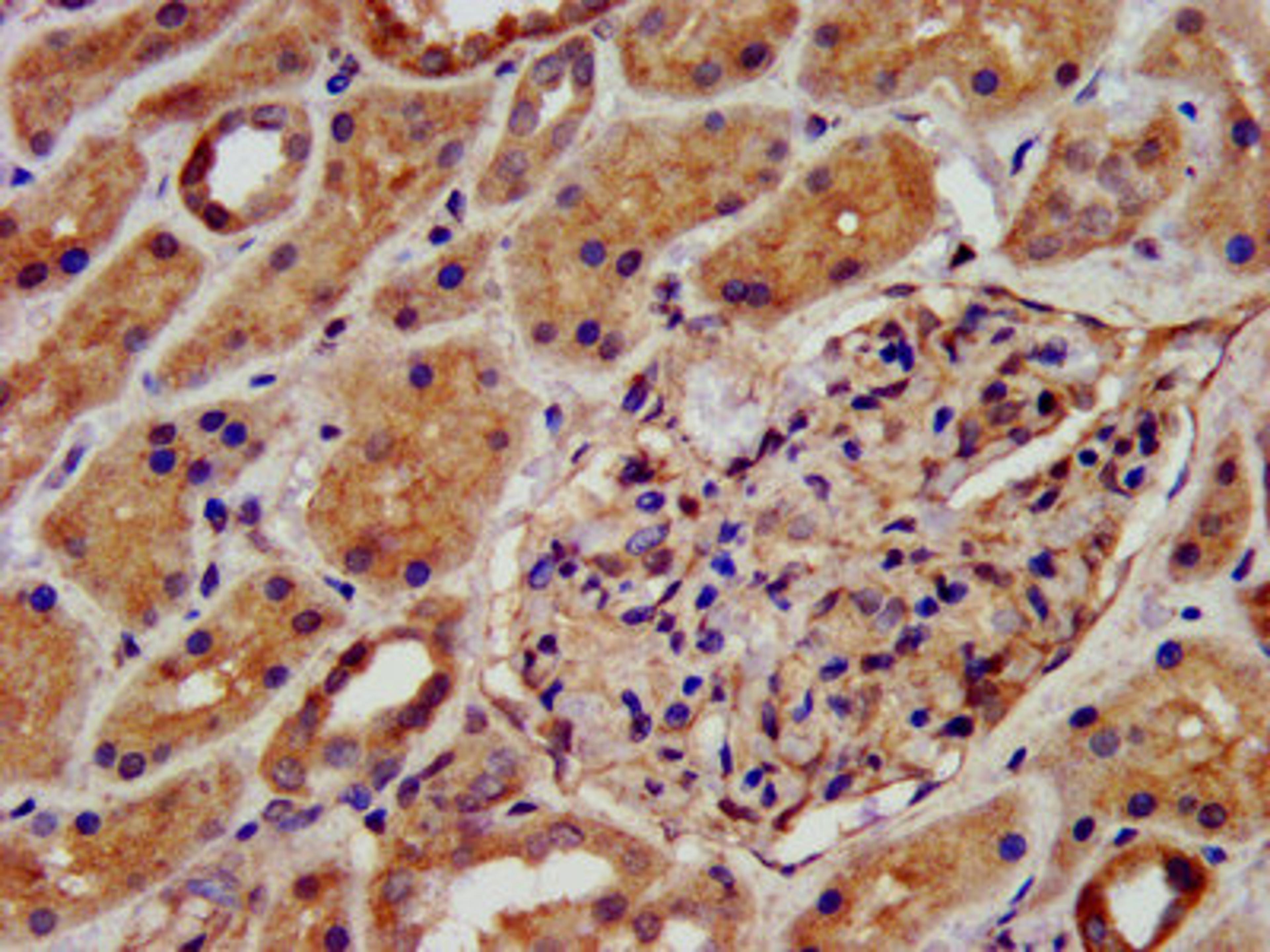 IHC image of CSB-PA613604LA01HU diluted at 1:500 and staining in paraffin-embedded human kidney tissue performed on a Leica BondTM system. After dewaxing and hydration, antigen retrieval was mediated by high pressure in a citrate buffer (pH 6.0). Section was blocked with 10% normal goat serum 30min at RT. Then primary antibody (1% BSA) was incubated at 4&deg;C overnight. The primary is detected by a biotinylated secondary antibody and visualized using an HRP conjugated SP system.