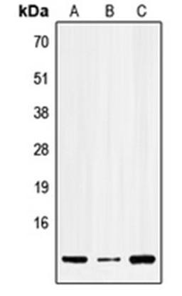 Western blot analysis of HEK293T (Lane 1), Raw264.7 (Lane 2), PC12 (Lane 3) whole cell lysates using SERP1 antibody