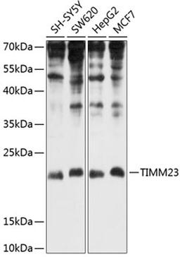 Western blot - TIMM23 antibody (A8688)