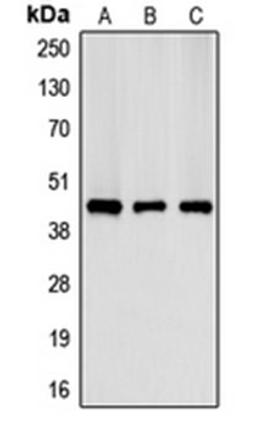 Western blot analysis of HeLa (Lane 1), NIH3T3 (Lane 2), H9C2 (Lane 3) whole cell lysates using CKM antibody