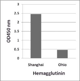 H7N9 Hemagglutinin antibody (Cat. No. 7821 at 1 &#956;g/ml) detects 10 ng of H7N9 [Influenza A virus (A/Shanghai/02/2013(H7N9))] hemagglutinin peptide, and to a lesser extent, 10 ng of H7N9 [Influenza A virus (A/blue-winged teal/Ohio/566/2006(H7N9))] hema