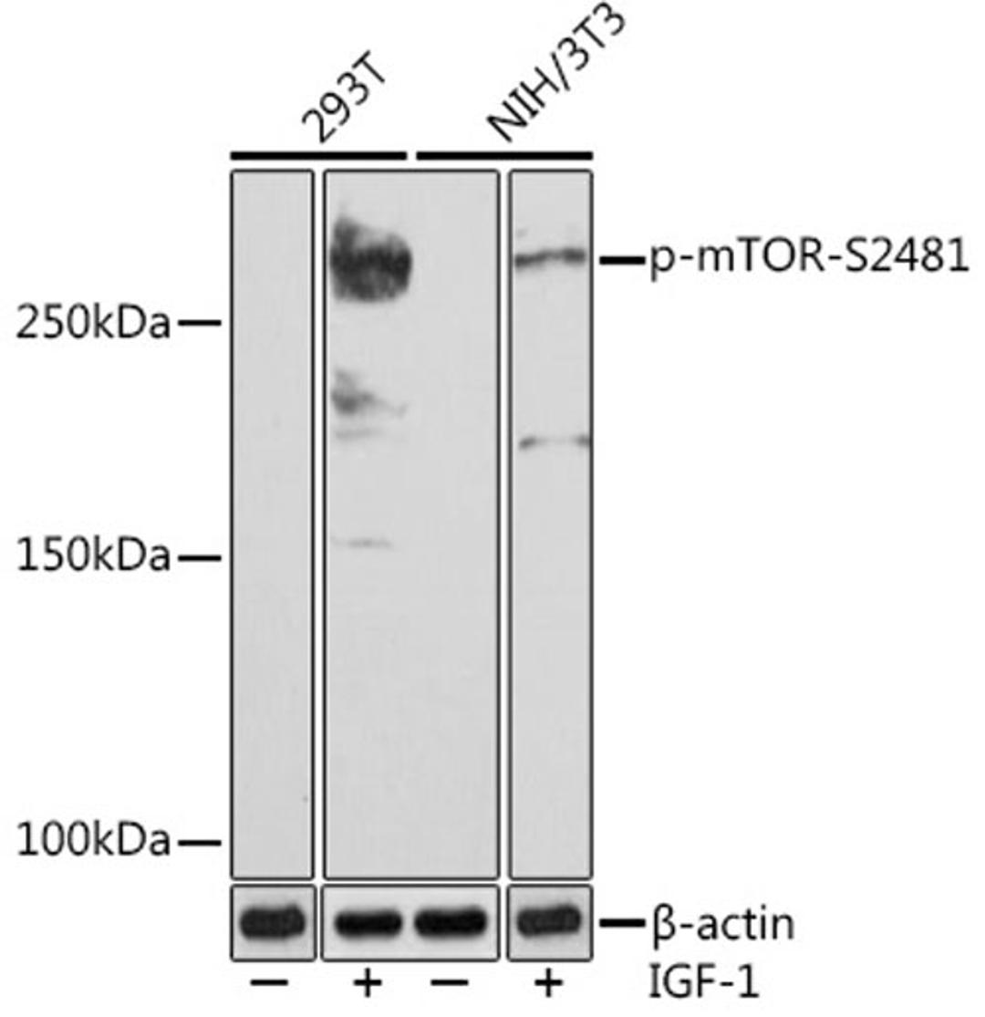 Western blot - Phospho-mTOR-S2481 (AP0978)