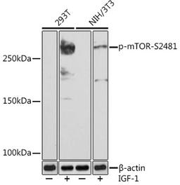 Western blot - Phospho-mTOR-S2481 (AP0978)