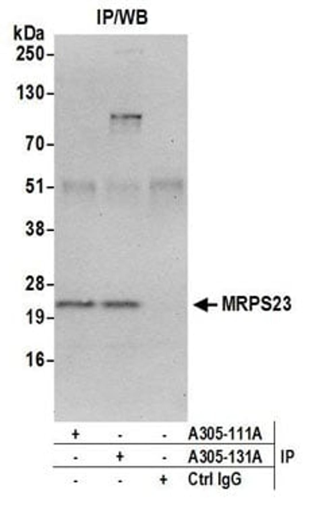 Detection of human MRPS23 by western blot of immunoprecipitates.