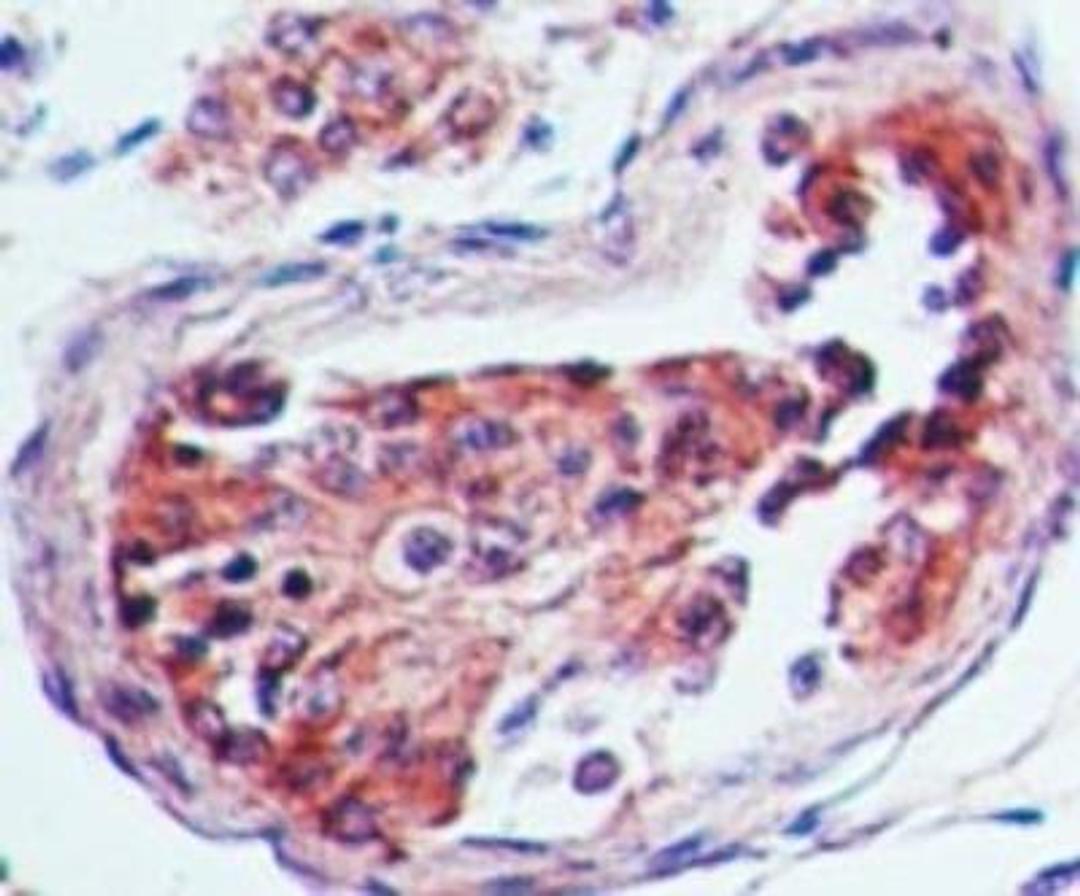 Immunohistochemistry-Paraffin: 5-HT3A Antibody [NB100-56351] - Analysisof 5-HT3A in human testis using 5-HT3A antibody at 5 ug/ml.