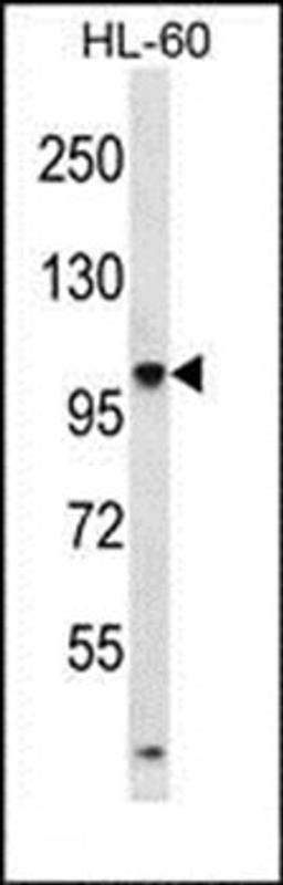 Western blot analysis of HL-60 cell line lysates (35ug/lane) using TTLL4 antibody (Center)