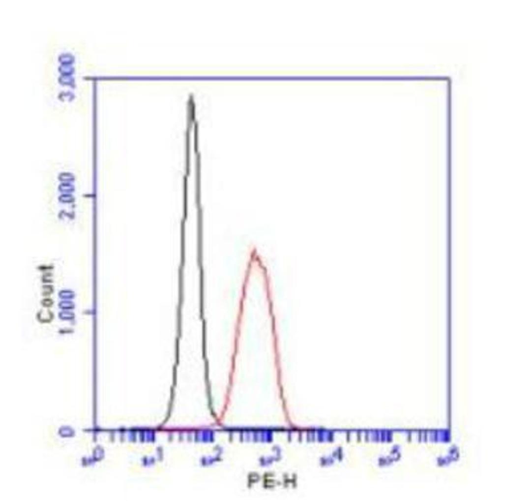 Flow Cytometry: HIF Prolyl Hydroxylase 2 Antibody [NB100-138] - Flow cytometric detection of PHD2, 10^6  Jurkat cells were fixed, permeabilized, and stained with 3.0 ug/ml anti-PHD2 in a 150 ul reaction.