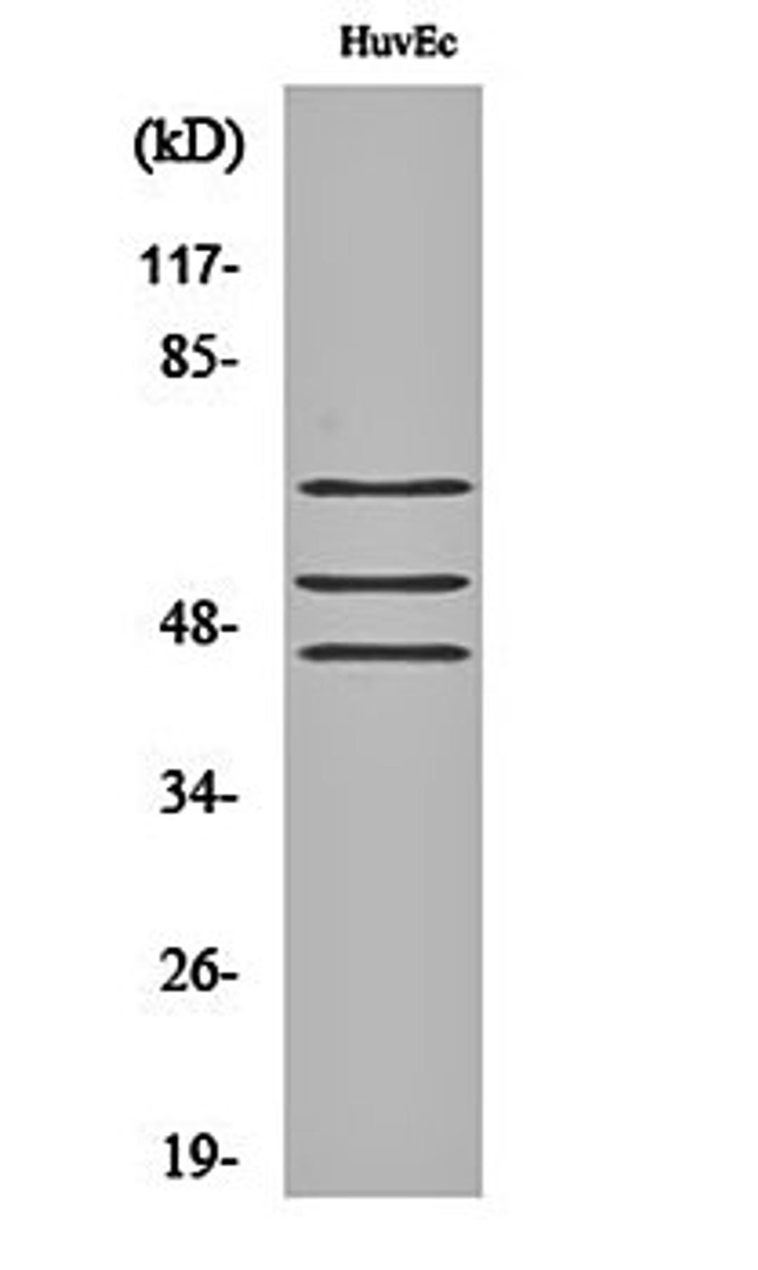 Western blot analysis of HuvEc cell lysates using Shc (phospho-Y349) antibody