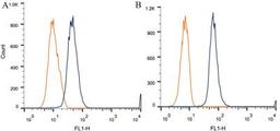 Flow Cytometry: Desmoglein-3 Antibody (5G11) [NB100-1643] -  Intracellular flow cytometric staining of 1 x 10^6 CHO (A) and HEK-293 (B) cells using Desmoglein-3 antibody (dark blue). Isotype control shown in orange. An antibody concentration of 1 ug/1x10^6 cells was used.