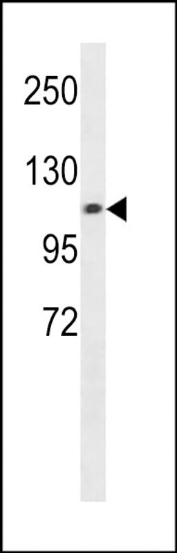 Western blot analysis in A549 cell line lysates (35ug/lane).