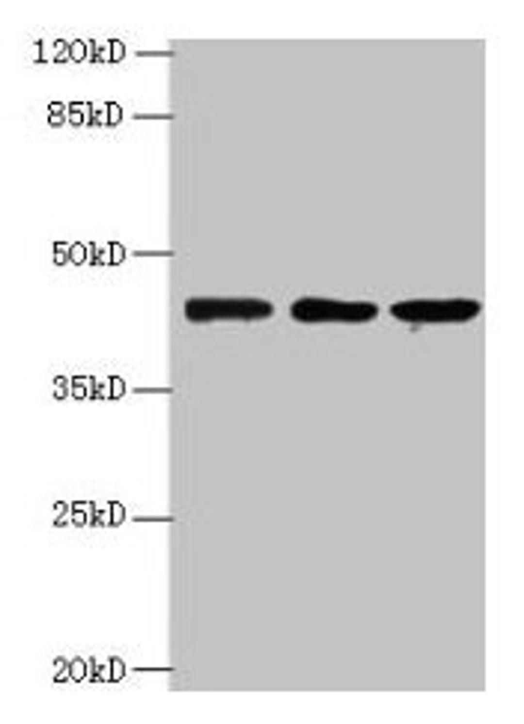 Western blot. All lanes: MRPS31 antibody at 8µg/ml. Lane 1: Hela whole cell lysate. Lane 2: MCF-7 whole cell lysate. Lane 3: Jurkat whole cell lysate. Secondary. Goat polyclonal to rabbit IgG at 1/10000 dilution. Predicted band size: 46 kDa. Observed band size: 46 kDa