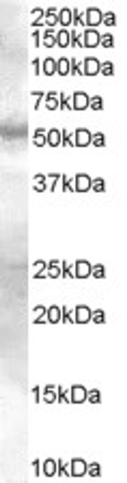 46-383 (0.3ug/ml) staining of Human Skin lysate (35ug protein in RIPA buffer). Primary incubation was 1 hour. Detected by chemiluminescence.