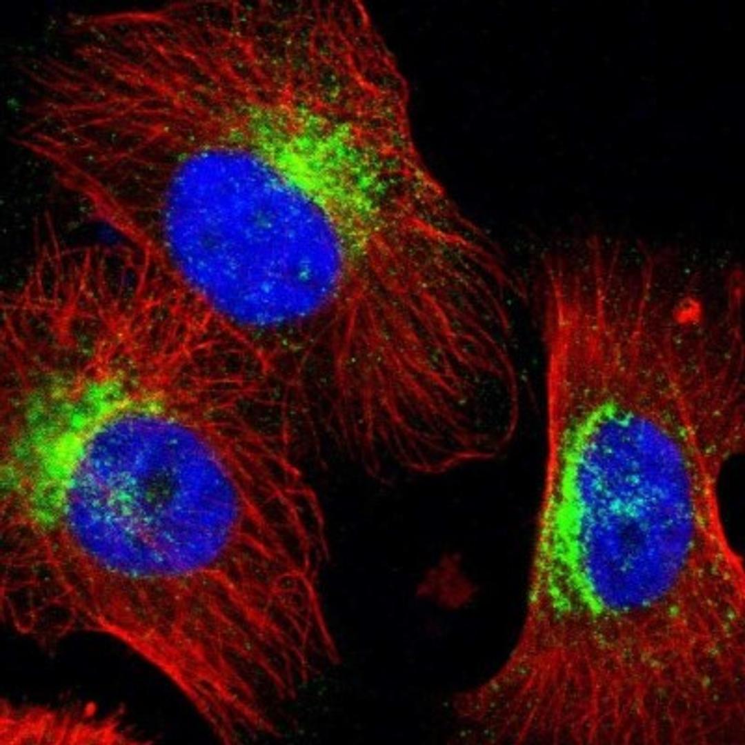 Immunocytochemistry/Immunofluorescence: Syntaxin 7 Antibody [NBP1-87497] - Staining of human cell line U-251 MG shows positivity in golgi apparatus & vesicles.