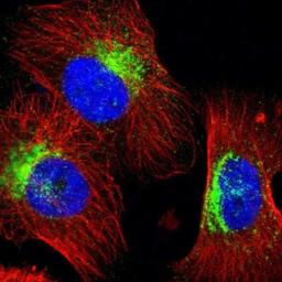 Immunocytochemistry/Immunofluorescence: Syntaxin 7 Antibody [NBP1-87497] - Staining of human cell line U-251 MG shows positivity in golgi apparatus & vesicles.