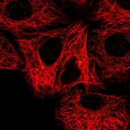 Immunofluorescence: FBF1 Antibody [NBP1-90863] - Analysis of human cell line A549 shows positivity in centrosome. Antibody staining is shown in green.