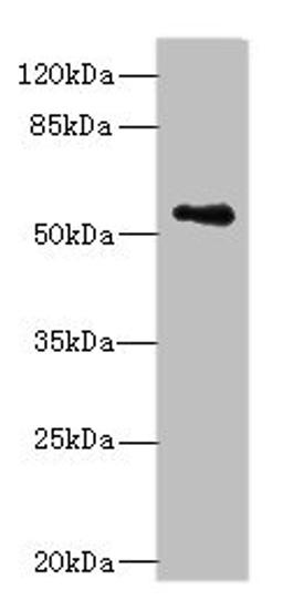 Western blot. All lanes: ZSCAN32 antibody at 1µg/ml + MCF-7 whole cell lysate. Secondary. Goat polyclonal to rabbit IgG at 1/10000 dilution. Predicted band size: 79, 55, 47 kDa. Observed band size: 55 kDa