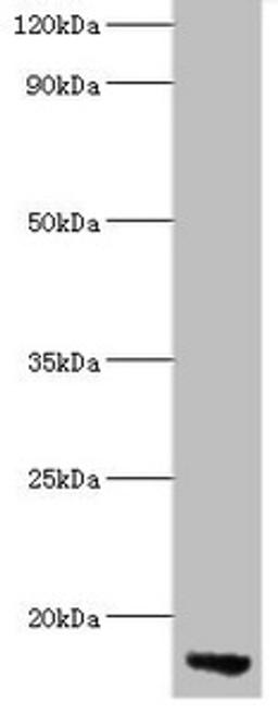 Western blot. All lanes: APOC3 antibody at 2µg/ml + Rat liver tissue. Secondary. Goat polyclonal to rabbit lgG at 1/15000 dilution. Predicted band size: 11 kDa. Observed band size: 11 kDa