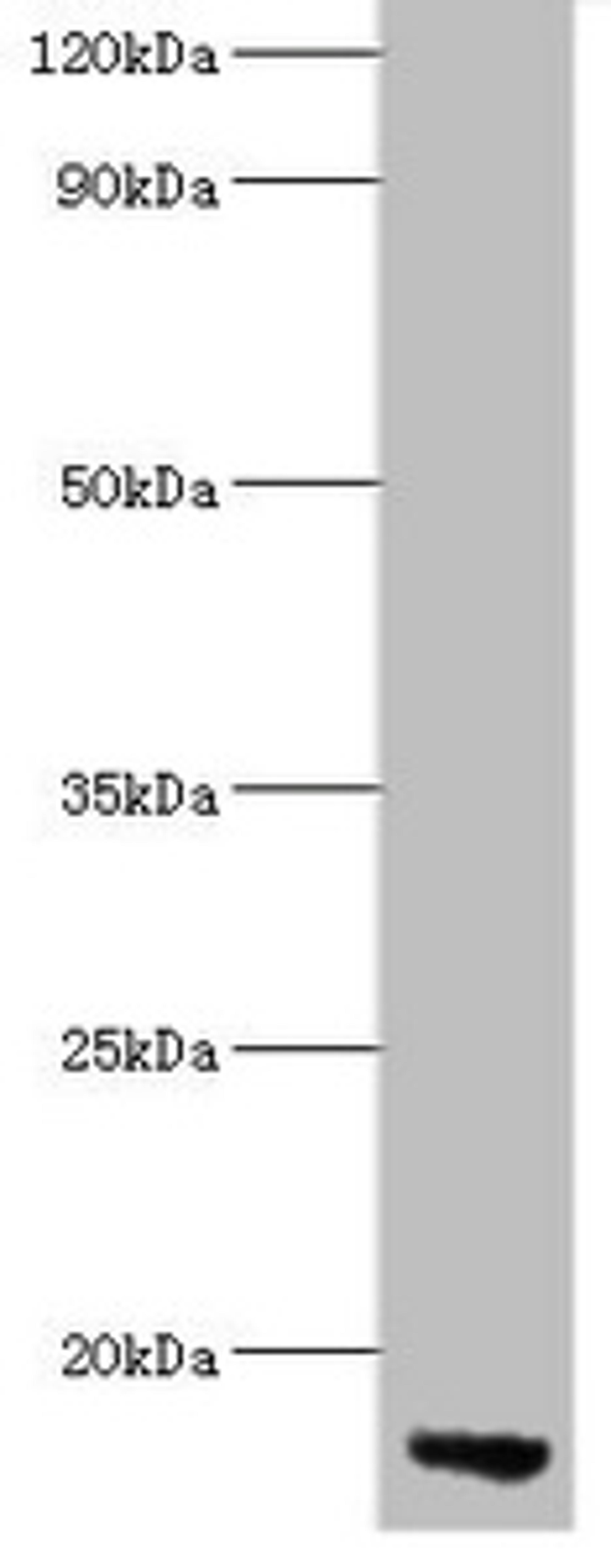 Western blot. All lanes: APOC3 antibody at 2µg/ml + Rat liver tissue. Secondary. Goat polyclonal to rabbit lgG at 1/15000 dilution. Predicted band size: 11 kDa. Observed band size: 11 kDa