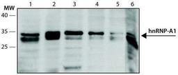 Western Blot: hnRNP A1 Antibody (4B10) [NB100-672] - Cell line lysates were separated on SDS-PAGE and probed with 0.5 ug/mL Monoclonal Anti-hnRNP-A1 Clone: 4B10 (NB100-672). Lanes: 1-HeLa, 2-Jurkat, 3-HEK-293T, 4-WiDr, 5-NCI-H1299, 6-F9.