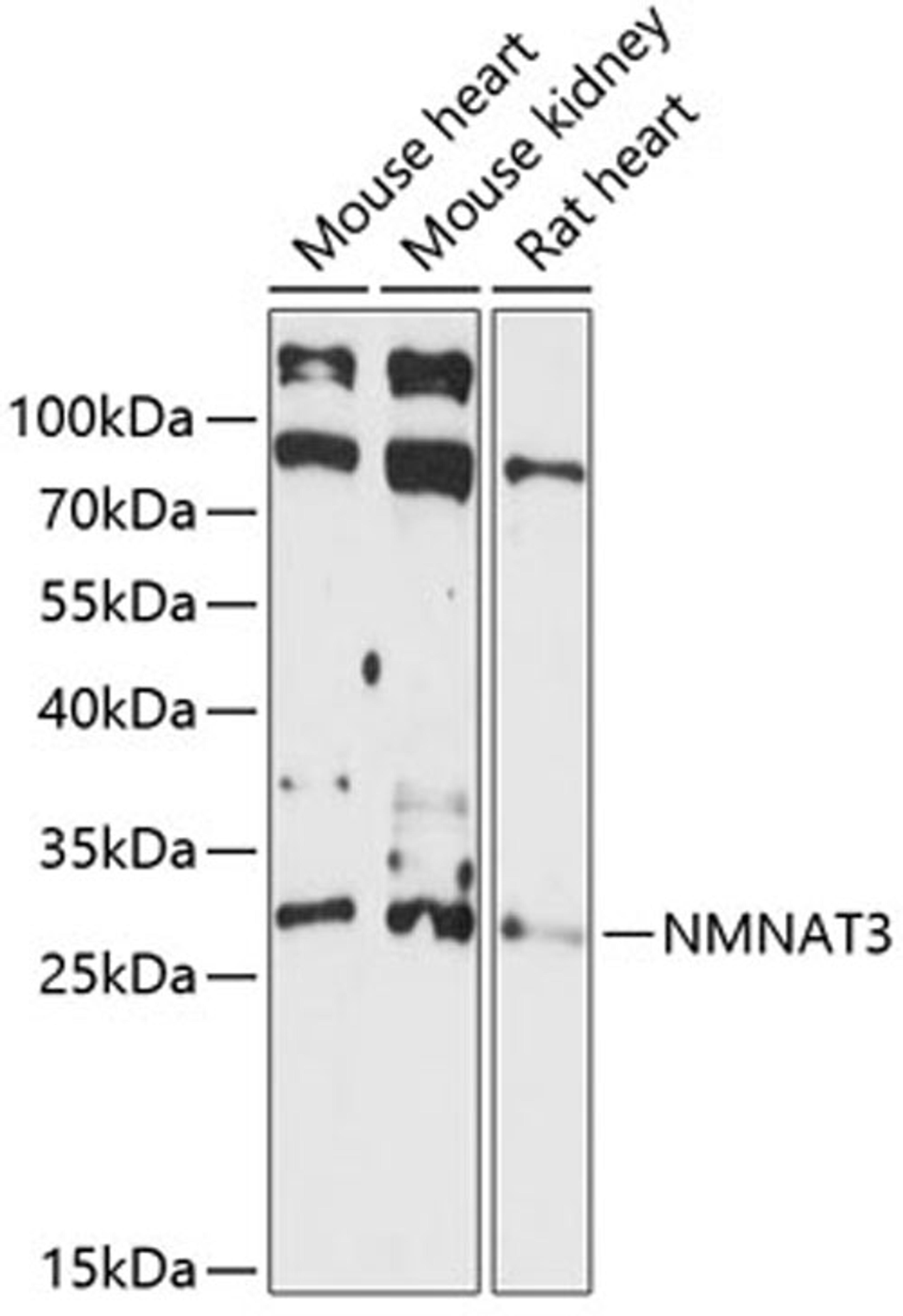 Western blot - NMNAT3 antibody (A14465)