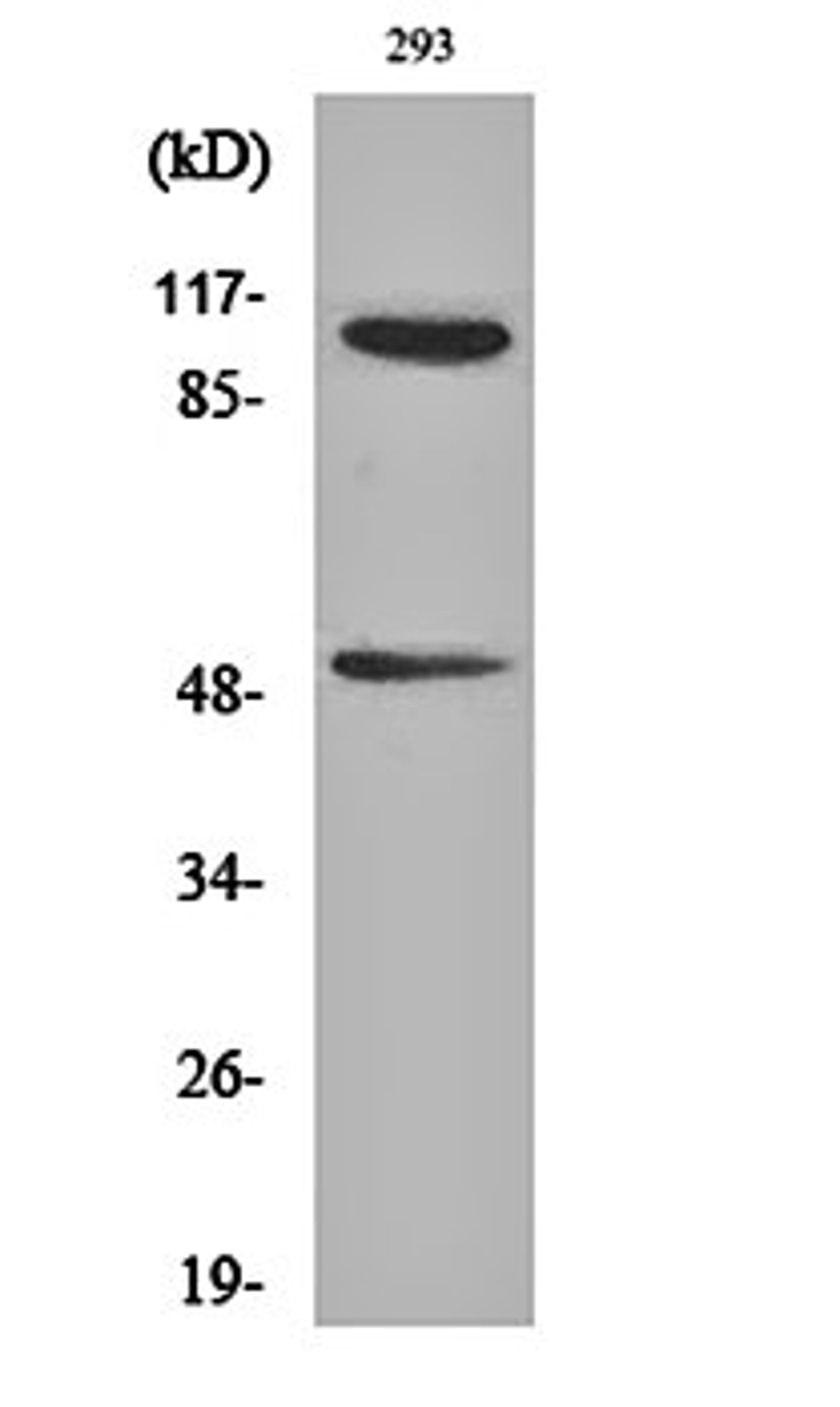 Western blot analysis of 293 cell lysates using NF kappa B-p105/p50 (phospho-S337) antibody