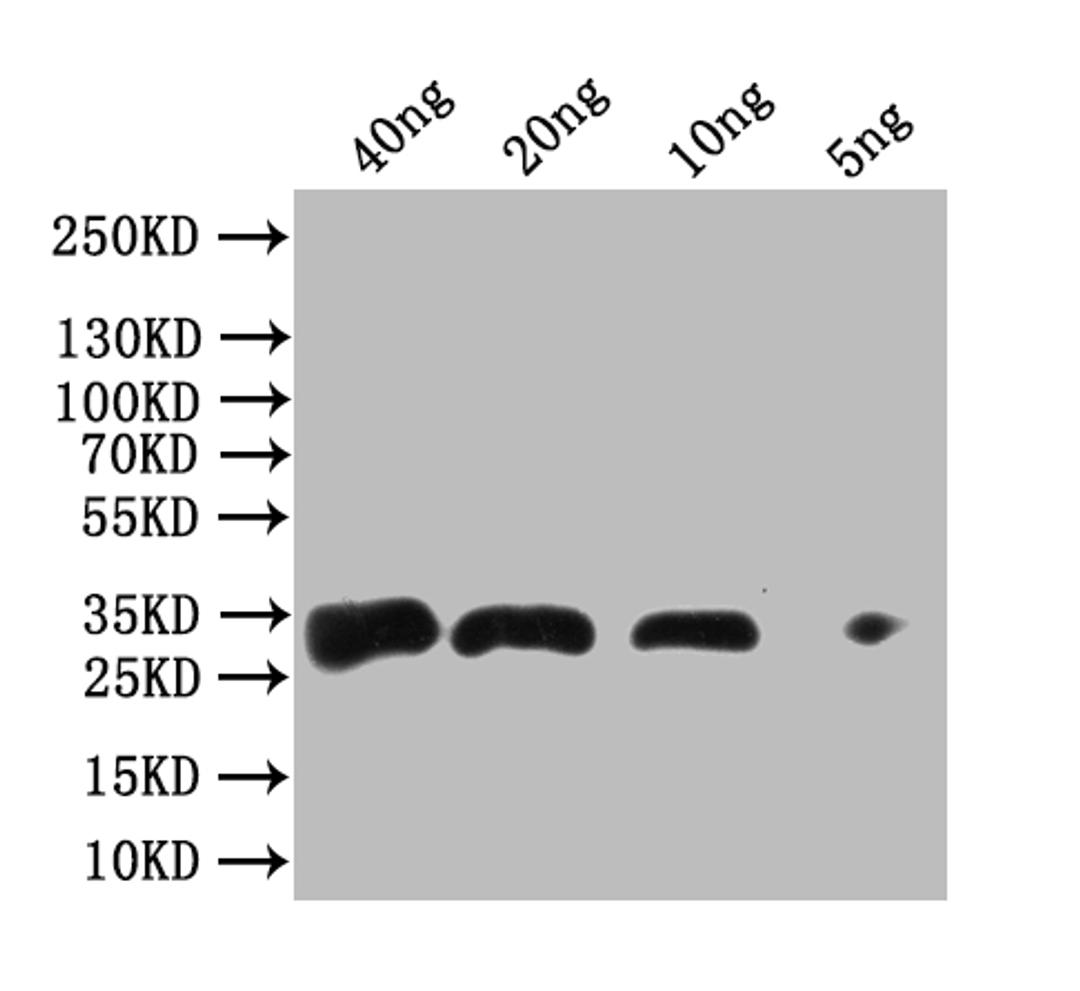 Western blot. All lanes: Antigen 85-A antibody at 2ug/ml. Lane 1: Recombinant Mycobacterium tuberculosis Antigen 85-A protein 1ug. Lane 2: Recombinant Mycobacterium tuberculosis Antigen 85-A protein 10ug. Secondary. Goat polyclonal to rabbit IgG at 1/10000 dilution. Predicted band size: 36 kDa. Observed band size: 36 kDa.