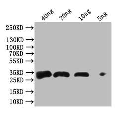 Western blot. All lanes: Antigen 85-A antibody at 2ug/ml. Lane 1: Recombinant Mycobacterium tuberculosis Antigen 85-A protein 1ug. Lane 2: Recombinant Mycobacterium tuberculosis Antigen 85-A protein 10ug. Secondary. Goat polyclonal to rabbit IgG at 1/10000 dilution. Predicted band size: 36 kDa. Observed band size: 36 kDa.