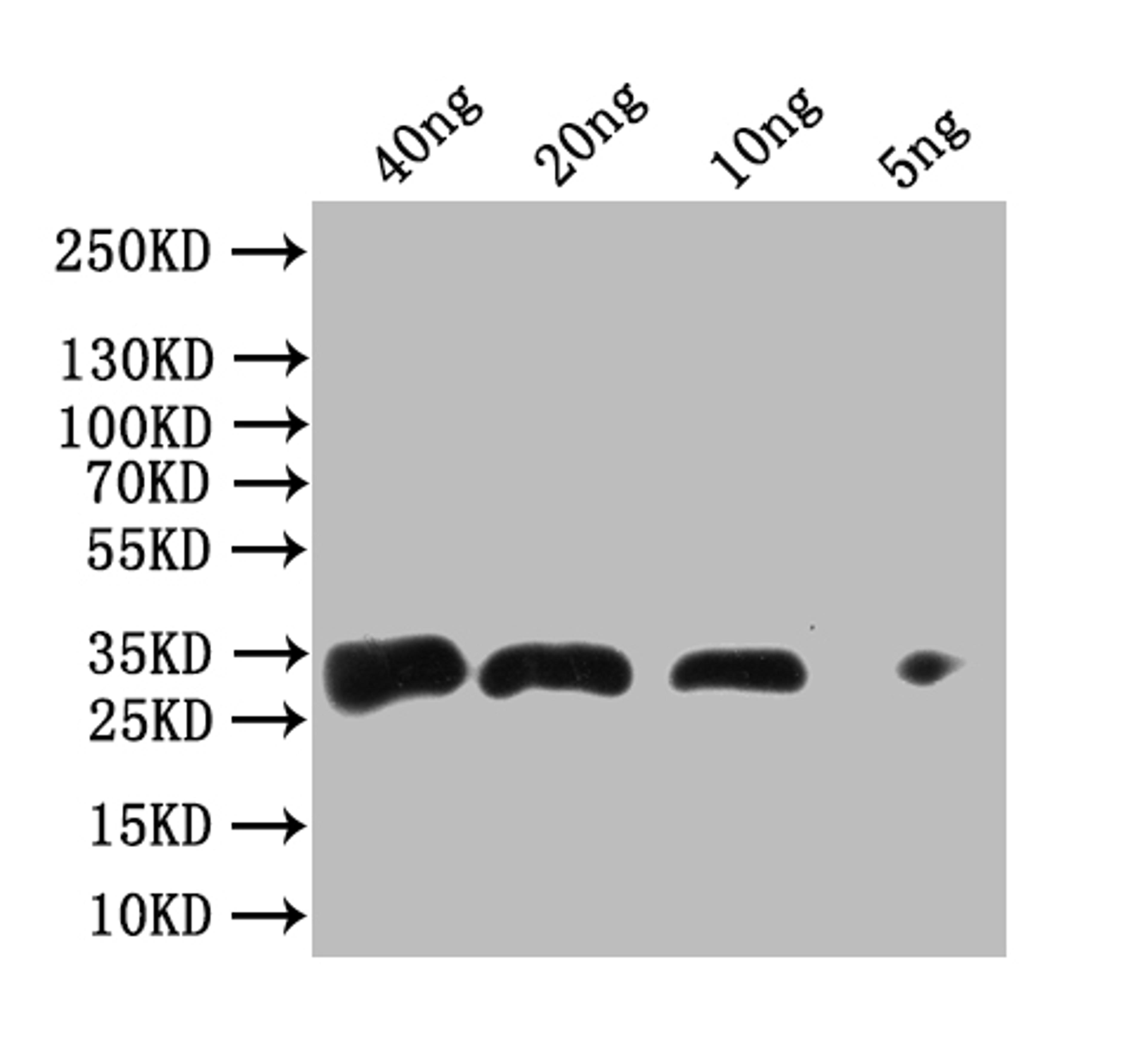 Western blot. All lanes: Antigen 85-A antibody at 2ug/ml. Lane 1: Recombinant Mycobacterium tuberculosis Antigen 85-A protein 1ug. Lane 2: Recombinant Mycobacterium tuberculosis Antigen 85-A protein 10ug. Secondary. Goat polyclonal to rabbit IgG at 1/10000 dilution. Predicted band size: 36 kDa. Observed band size: 36 kDa.