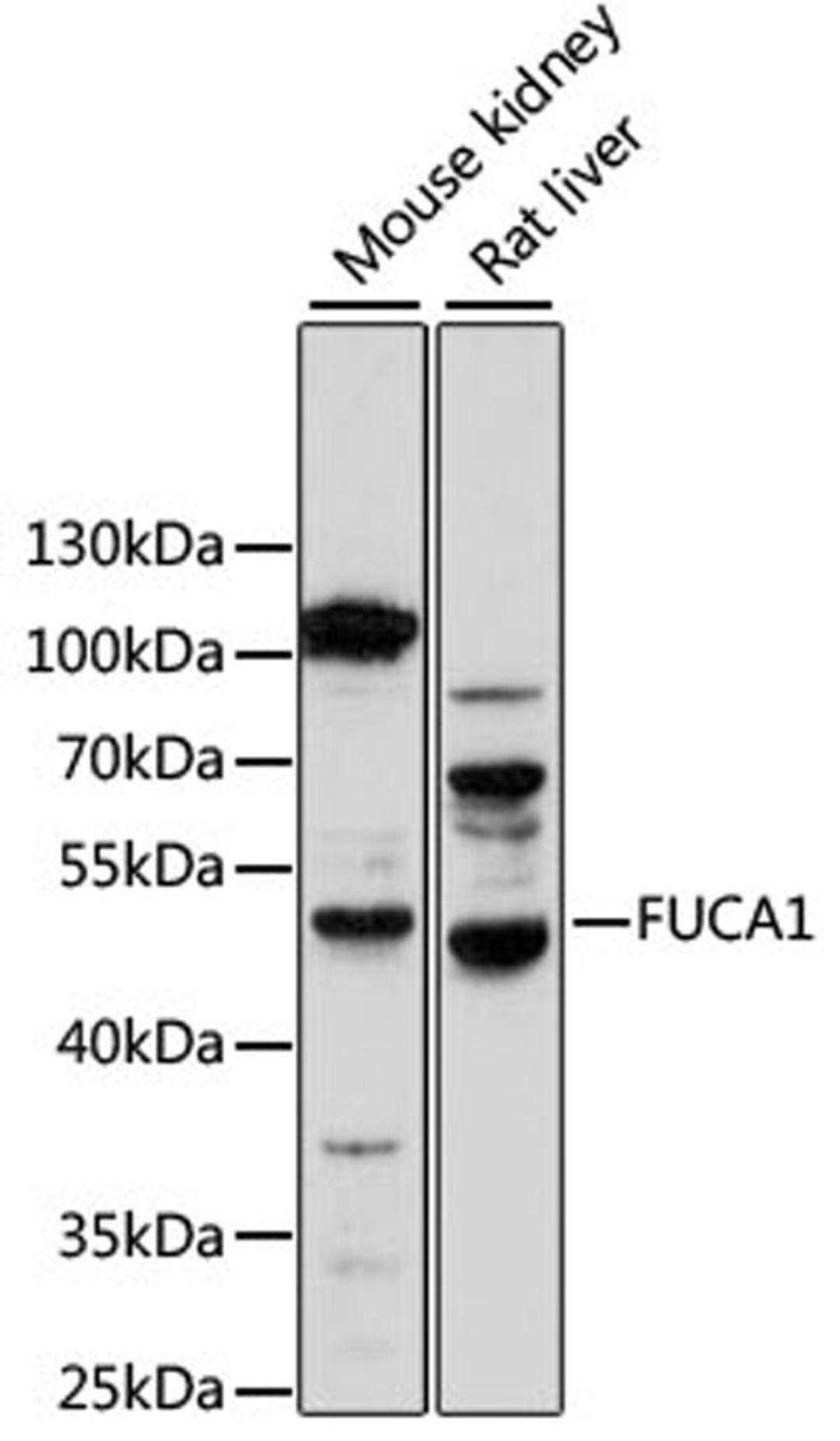 Western blot - FUCA1 antibody (A14533)