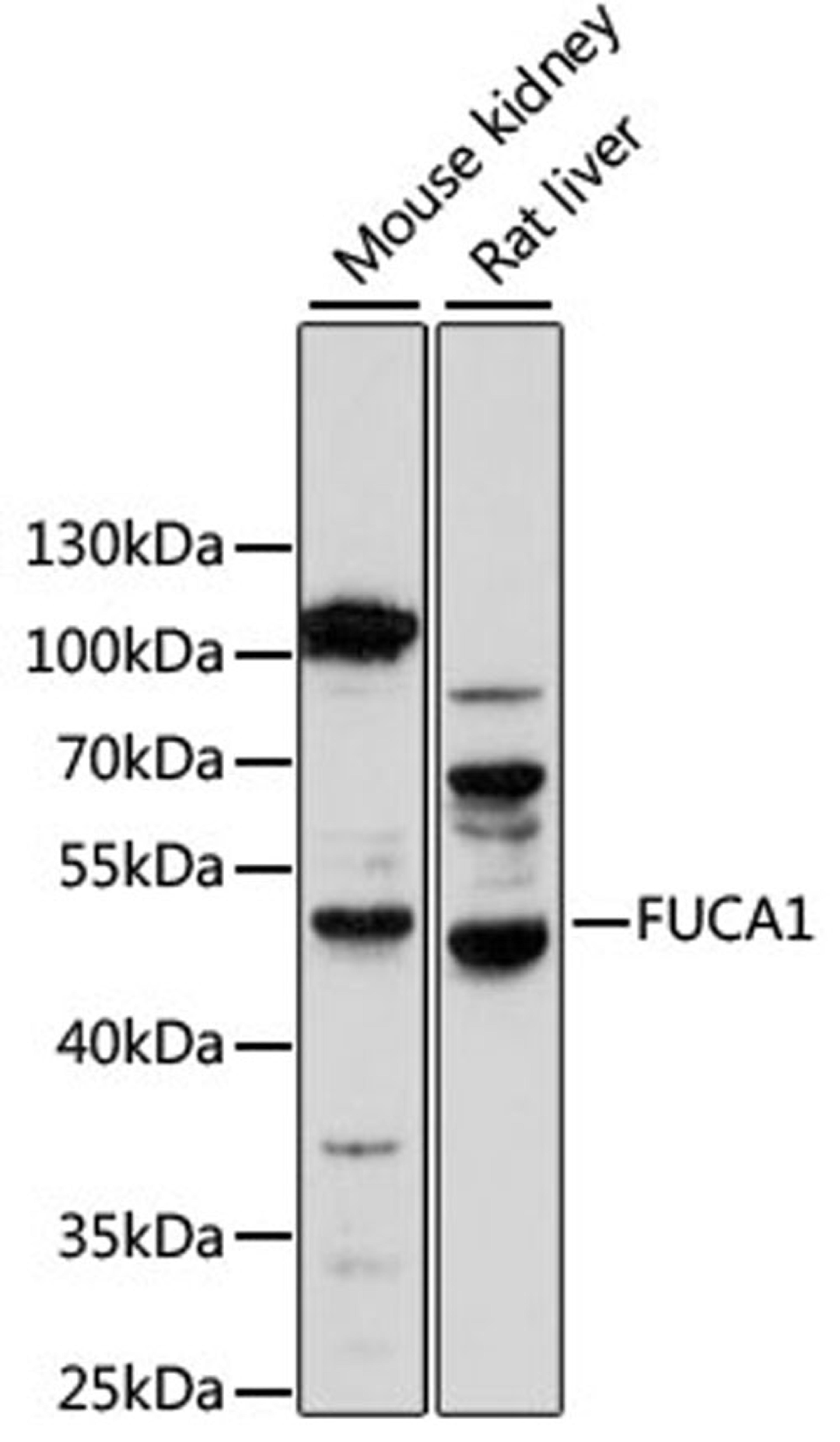 Western blot - FUCA1 antibody (A14533)