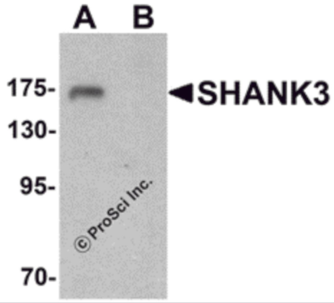 Western blot analysis of SHANK3 in 3T3 cell lysate with SHANK3 antibody at 1 &#956;g/ml in (A) the absence and (B) the presence of blocking peptide.