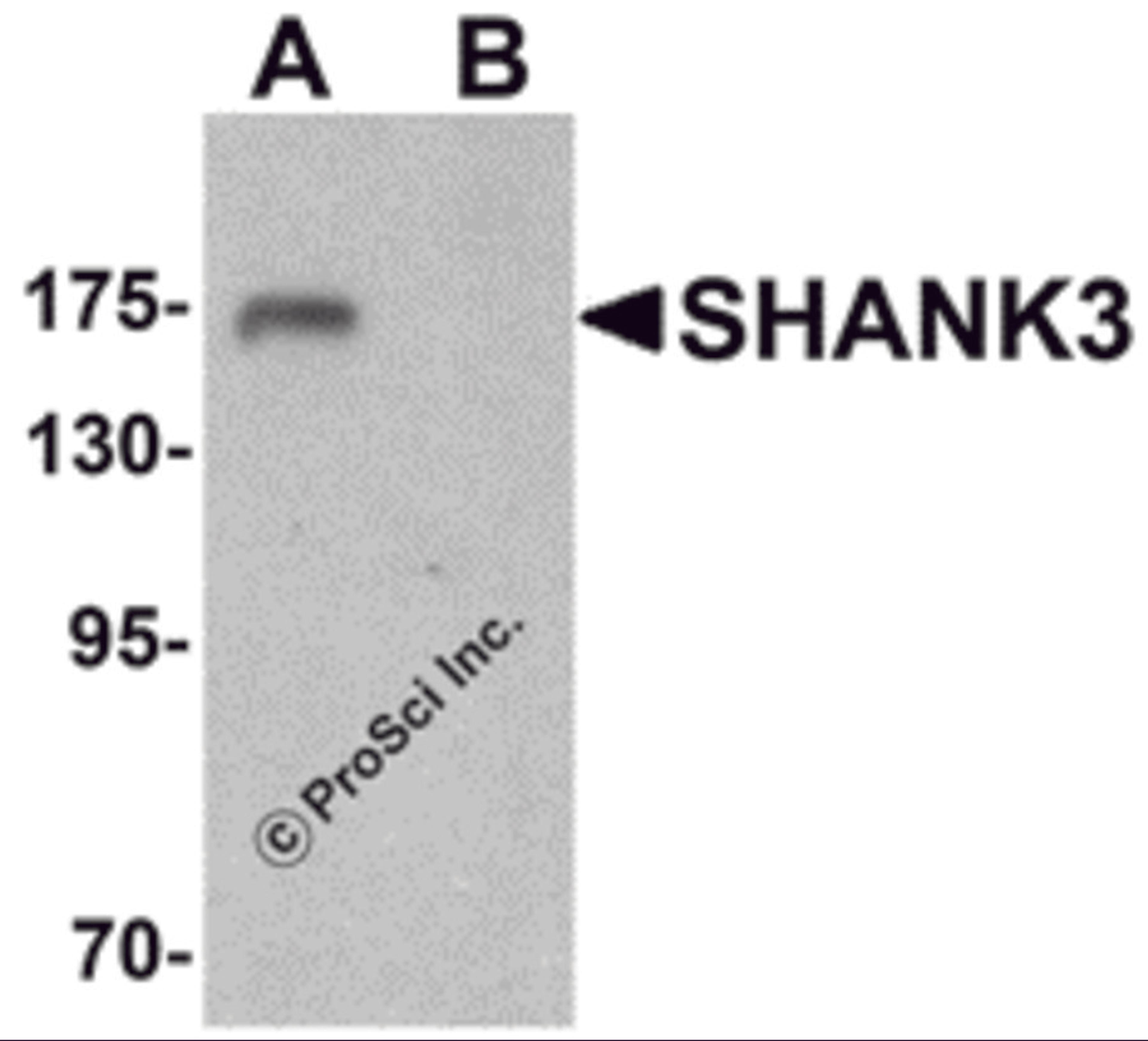 Western blot analysis of SHANK3 in 3T3 cell lysate with SHANK3 antibody at 1 &#956;g/ml in (A) the absence and (B) the presence of blocking peptide.