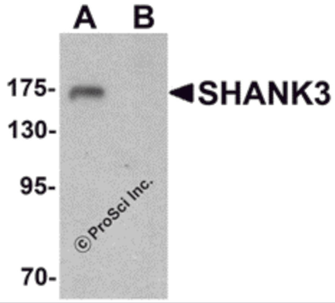 Western blot analysis of SHANK3 in 3T3 cell lysate with SHANK3 antibody at 1 μg/ml in (A) the absence and (B) the presence of blocking peptide.