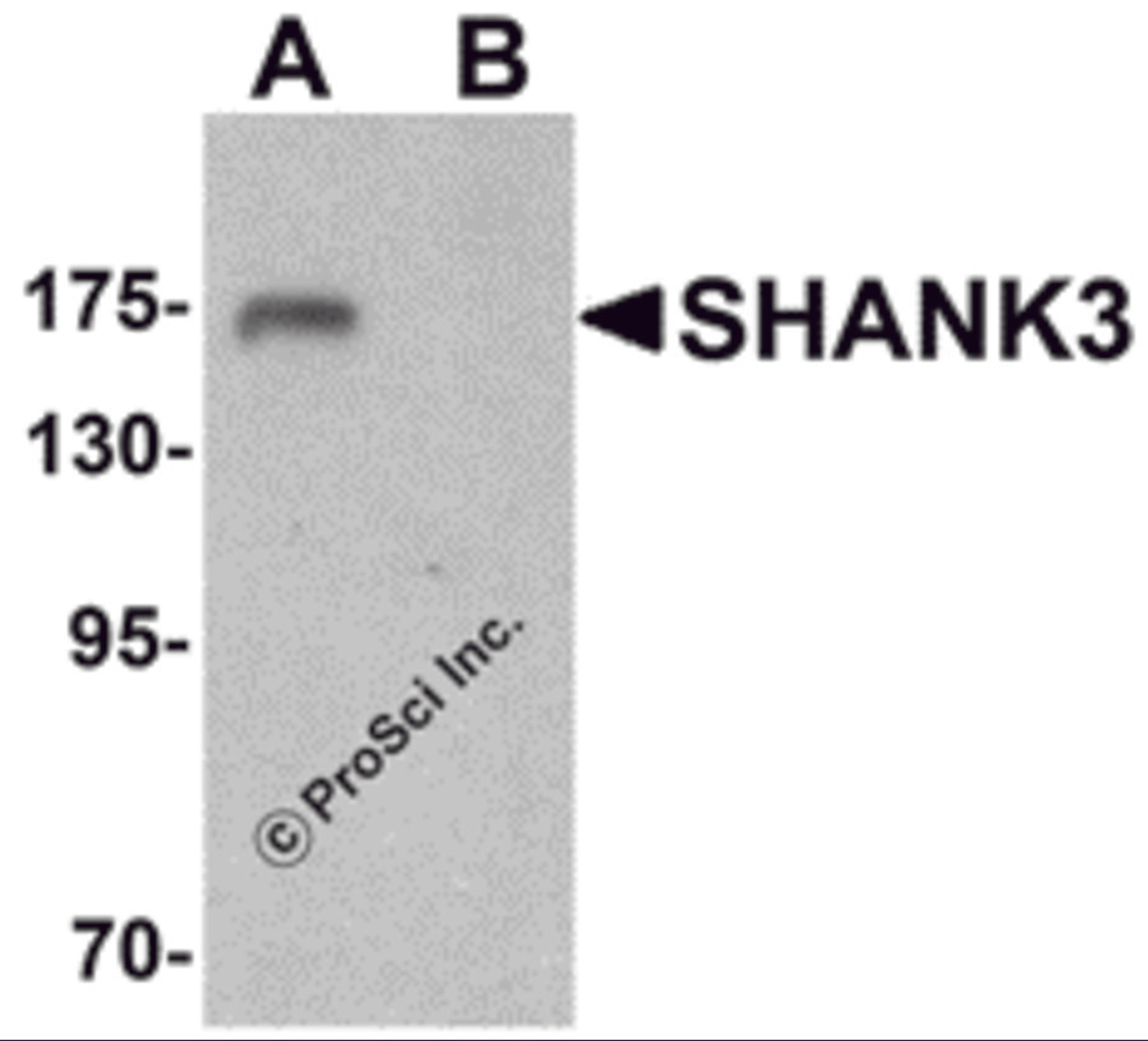 Western blot analysis of SHANK3 in 3T3 cell lysate with SHANK3 antibody at 1 μg/ml in (A) the absence and (B) the presence of blocking peptide.