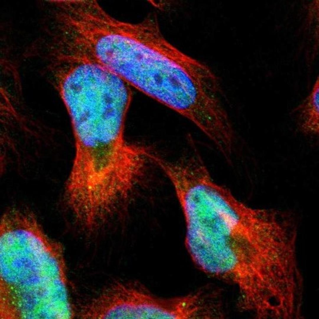 Immunocytochemistry/Immunofluorescence: PRKAG2 Antibody [NBP1-89324] - Staining of human cell line U-2 OS shows positivity in nucleus but not nucleoli.