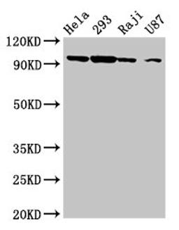 Western Blot. Positive WB detected in: Hela whole cell lysate, 293 whole cell lysate, Raji whole cell lysate, U87 whole cell lysate. All lanes: MASTL antibody at 6.3µg/ml. Secondary. Goat polyclonal to rabbit IgG at 1/50000 dilution. Predicted band size: 98, 93 kDa. Observed band size: 98 kDa
