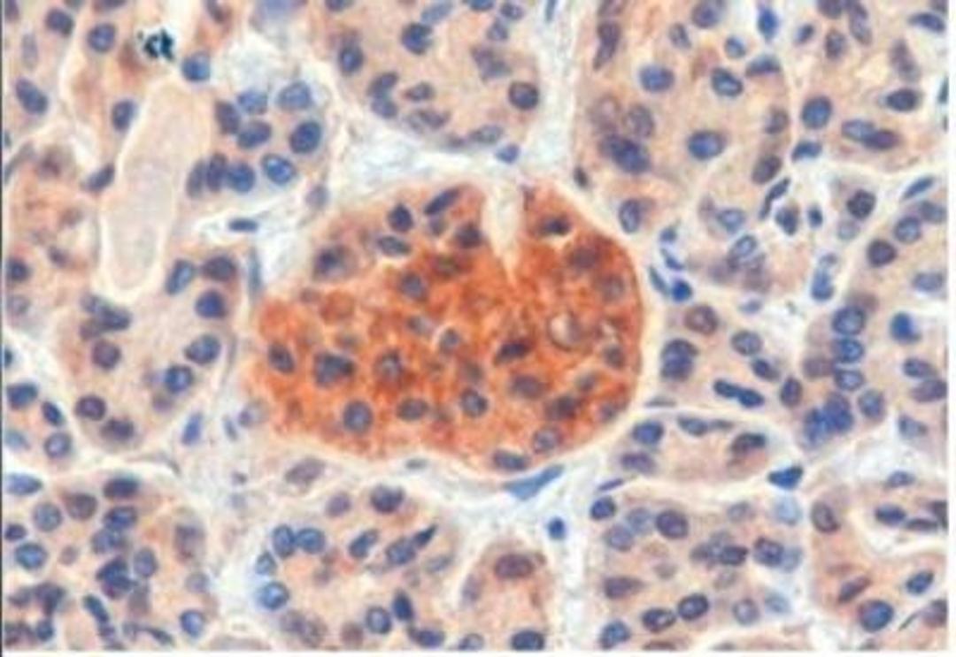 Immunohistochemistry-Paraffin: CCKBR Antibody [NB100-2803] - Staining of paraffin embedded Human Pancreas. Steamed antigen retrieval with Tris/EDTA buffer pH 9, HRP-staining.