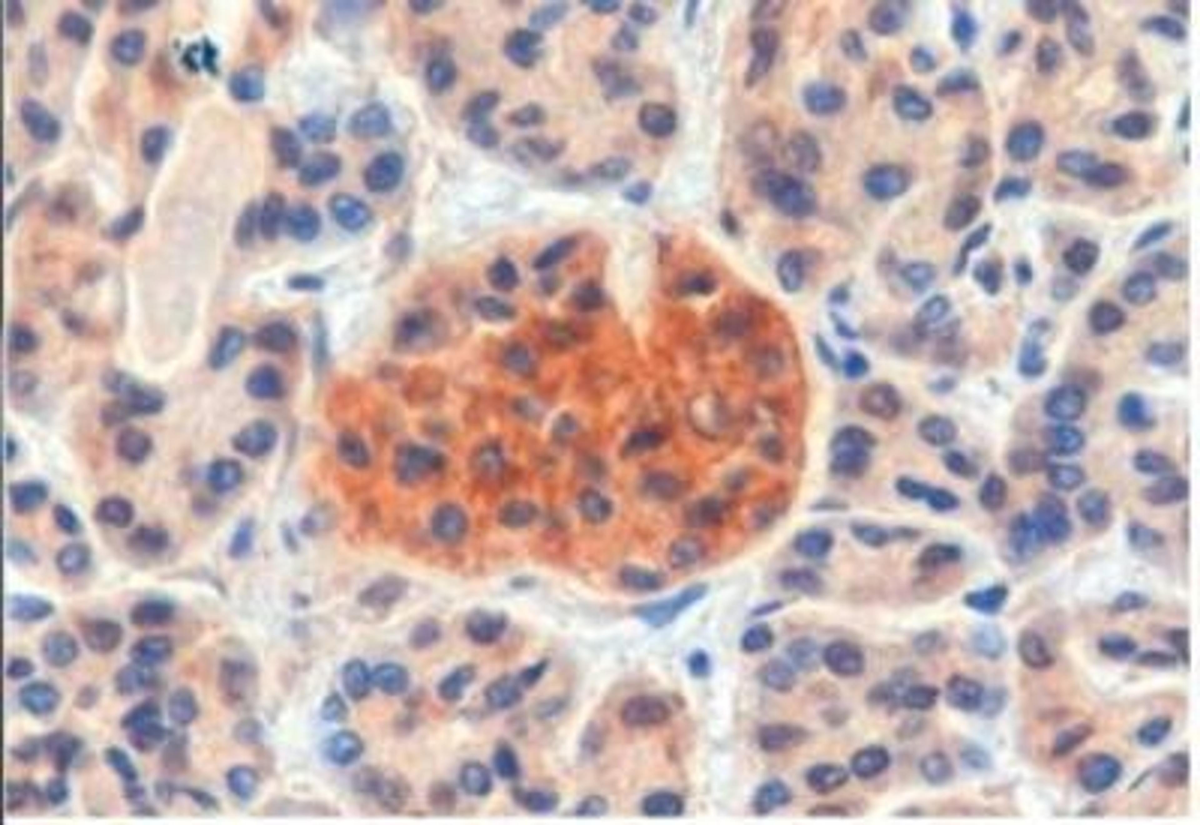 Immunohistochemistry-Paraffin: CCKBR Antibody [NB100-2803] - Staining of paraffin embedded Human Pancreas. Steamed antigen retrieval with Tris/EDTA buffer pH 9, HRP-staining.