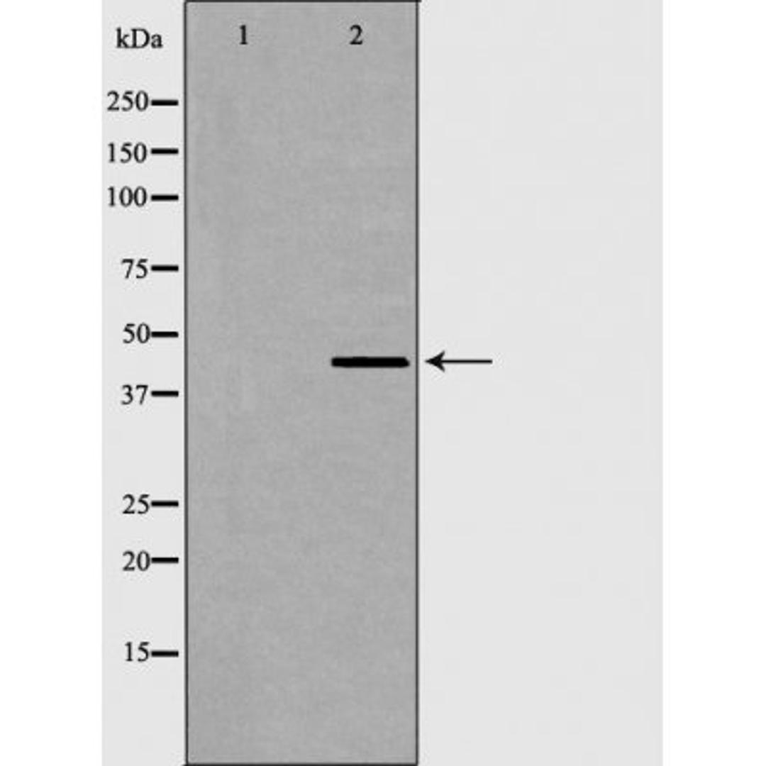 Western blot analysis of COS7 cells using AurA antibody