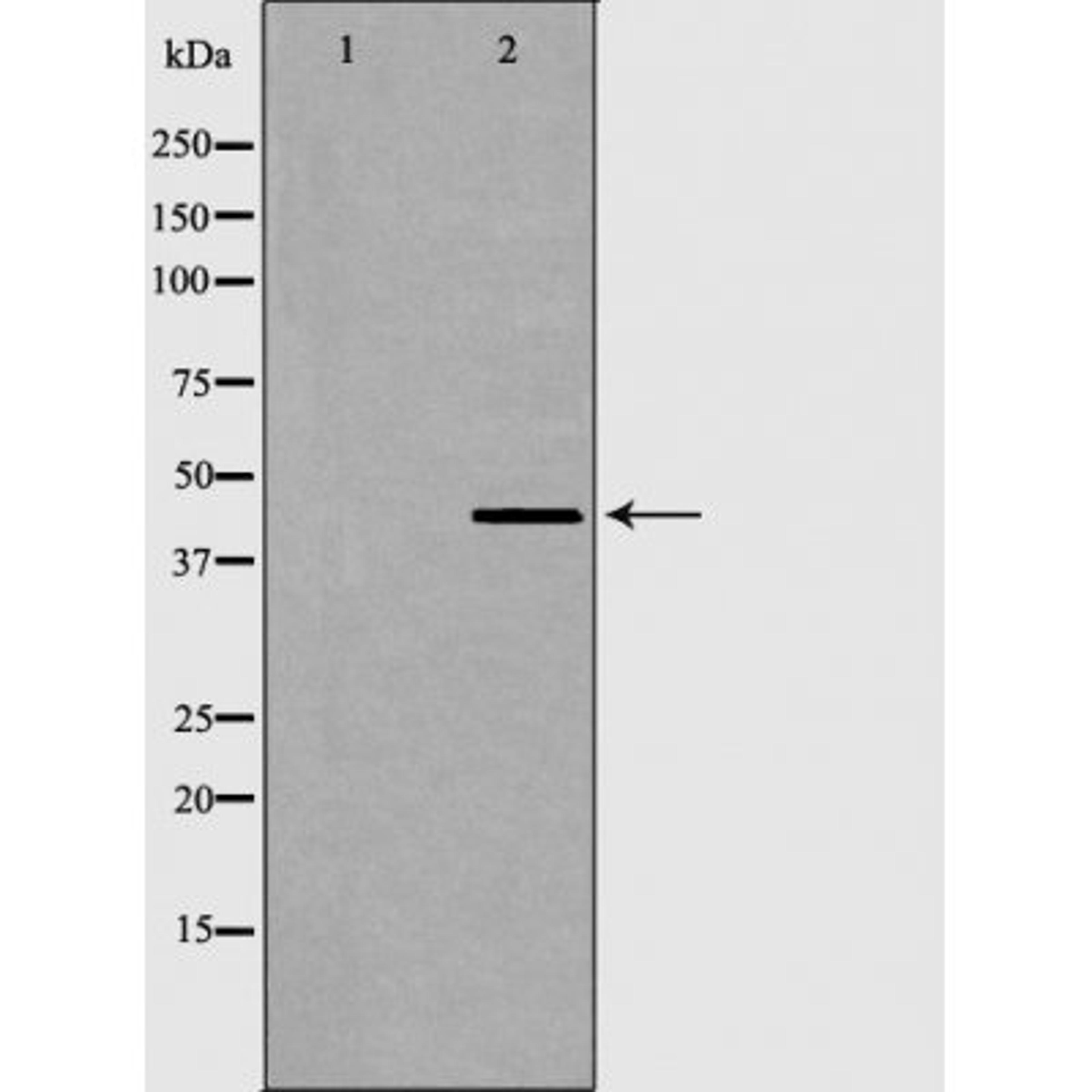 Western blot analysis of COS7 cells using AurA antibody