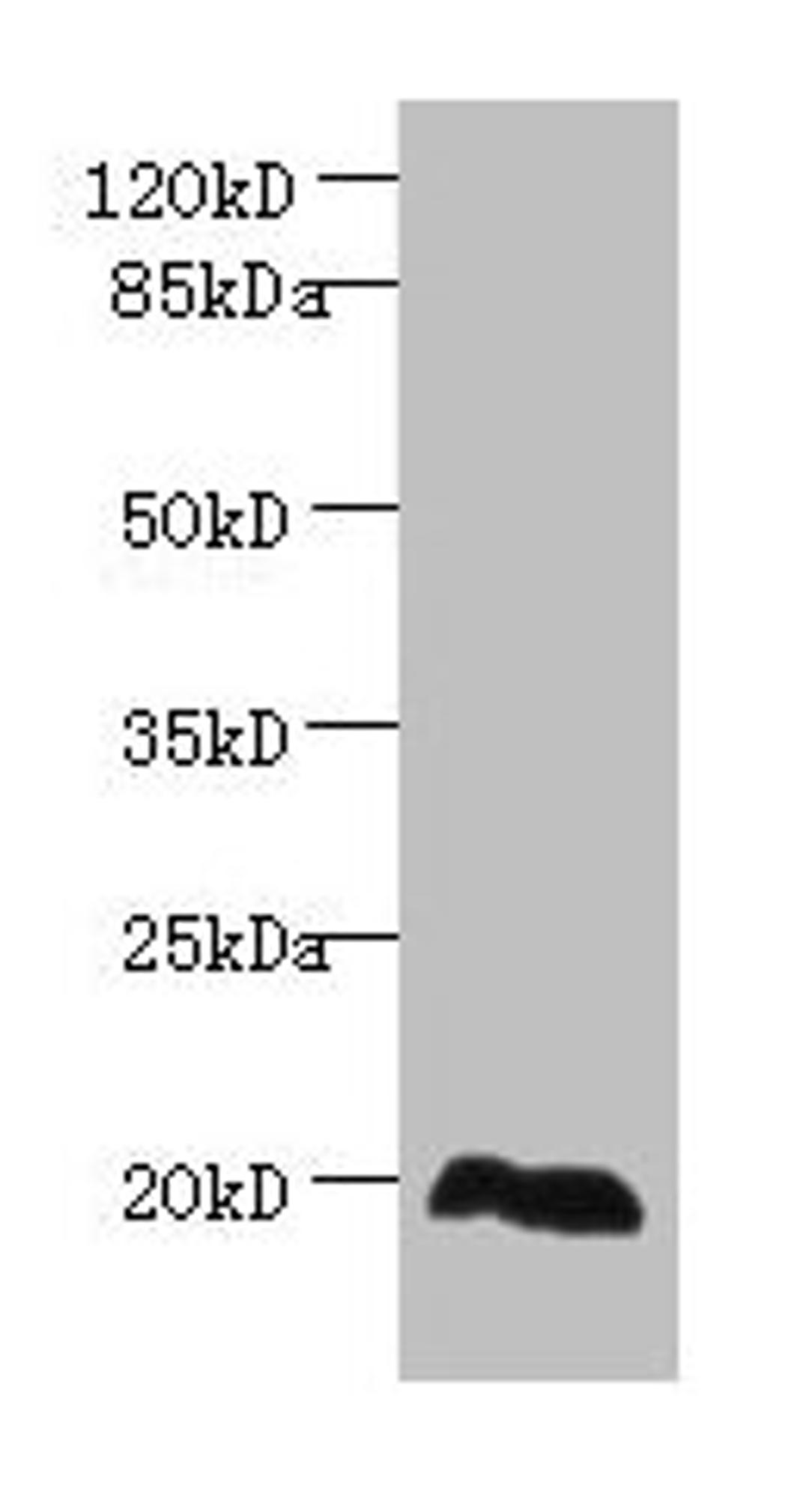 Western blot. All lanes: EEF1E1 antibody at 2µg/ml + HepG2 whole cell lysate. Secondary. Goat polyclonal to rabbit IgG at 1/10000 dilution. Predicted band size: 20, 16 kDa. Observed band size: 20 kDa