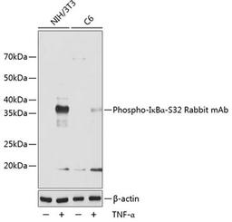 Western blot - Phospho-I?Ba-S32 Rabbit mAb (AP0707)