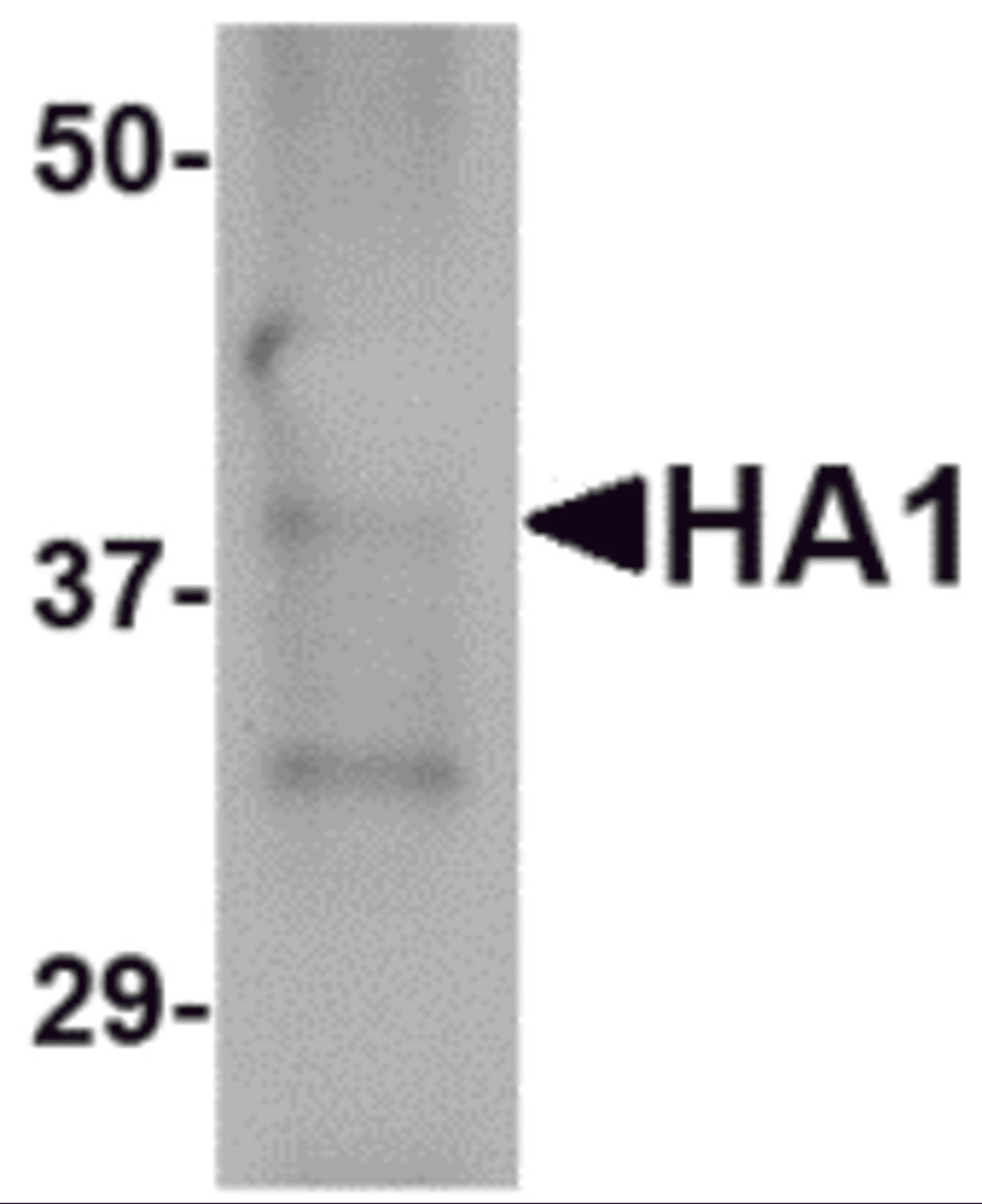 Western blot analysis of 25 ng of recombinant H5 HA1 with H5 HA1 antibody at 2.5 &#956;g/mL.