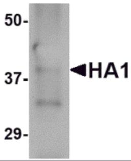 Western blot analysis of 25 ng of recombinant H5 HA1 with H5 HA1 antibody at 2.5 μg/mL.