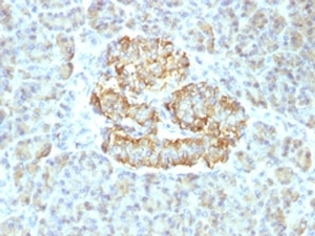 Formalin-fixed, paraffin-embedded human pancreas stained with TNF alpha antibody.