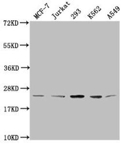 Western Blot. Positive WB detected in: MCF-7 whole cell lysate, Jurkat whole cell lysate, 293 whole cell lysate, K562 whole cell lysate, A549 whole cell lysate. All lanes: HIST1H1C antibody at 1:2000. Secondary. Goat polyclonal to rabbit IgG at 1/40000 dilution. Predicted band size: 22 kDa. Observed band size: 22 kDa