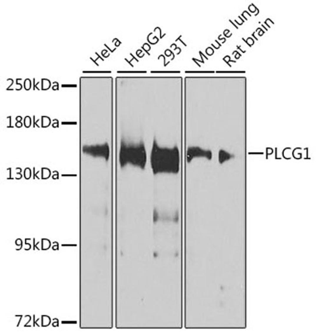 Western blot - PLCG1 antibody (A15704)